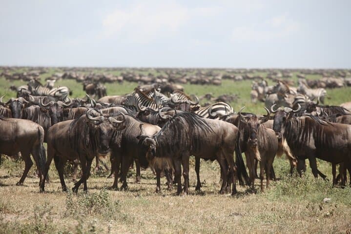 Ndutu Calving Season Safari: 6-Day Private Serengeti Migration Experience photo 5