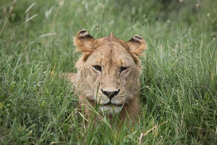 Ndutu Calving Season Safari: 6-Day Private Serengeti Migration Experience photo 6