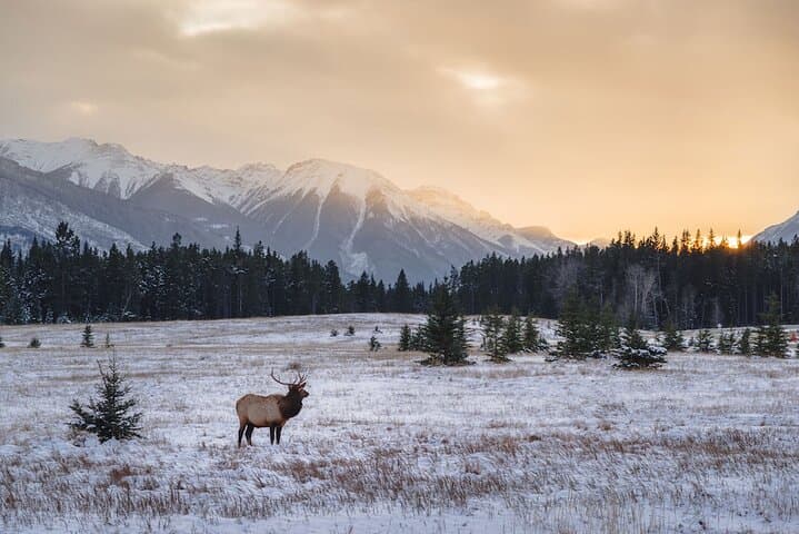 Private Rocky Mountain National Park Sightseeing Tour from Denver photo 4