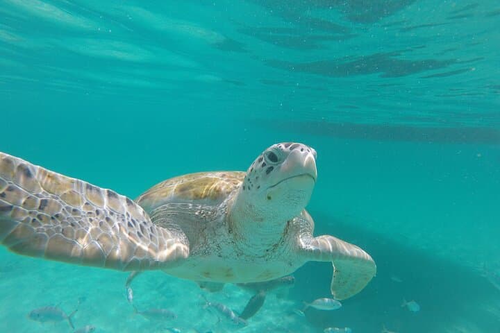 3-Hour Catamaran Sail & Snorkel with Sea Turtles on Barbados’ West Coast photo 3