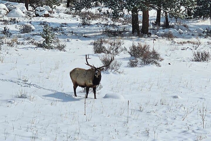 Private Rocky Mountain National Park Sightseeing Tour from Denver photo 6