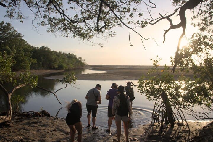 Avellanas Wildlife Walk: Mangroves, Monkeys & Coastal Ecology Tour