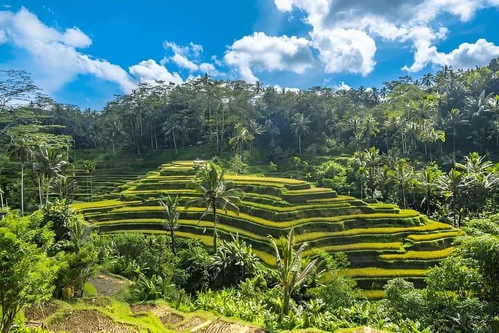 Ubud Rice Terraces, Water Temple & Kecak Dance — Full-Day Cultural Adventure photo 1