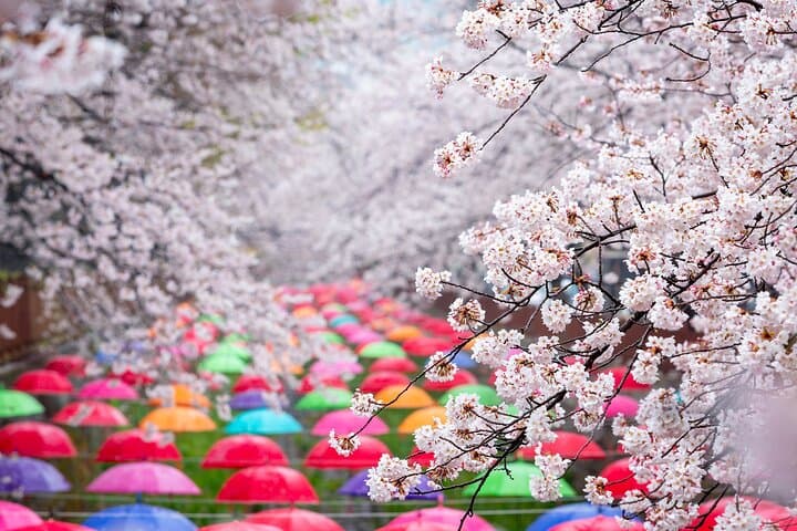 Jinhae Cherry Blossom Day Tour from Busan — Gyeonghwa Station & Yeojwacheon Stream photo 5