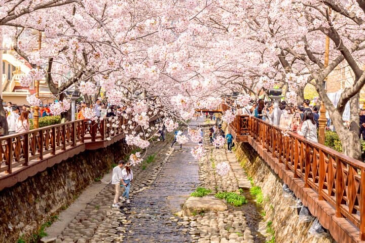 Jinhae Cherry Blossom Day Tour from Busan — Gyeonghwa Station & Yeojwacheon Stream photo 4