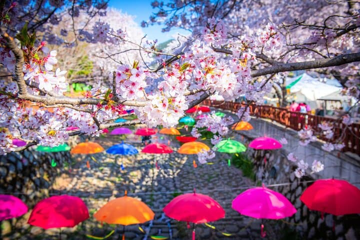 Jinhae Cherry Blossom Day Tour from Busan — Gyeonghwa Station & Yeojwacheon Stream photo 3