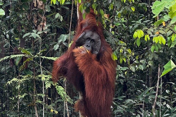 Semenggoh Orangutan Encounter and Annah Rais Longhouse Cultural Visit