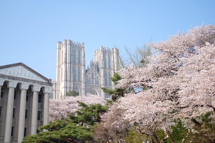 Chasing Cherry Blossoms from Seoul: One-Day Spring Flower Tour photo 4