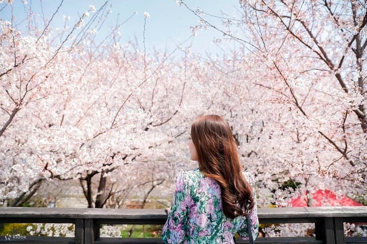 Chasing Cherry Blossoms from Seoul: One-Day Spring Flower Tour