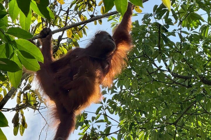 Semenggoh Orangutan Encounter and Annah Rais Longhouse Cultural Visit photo 2