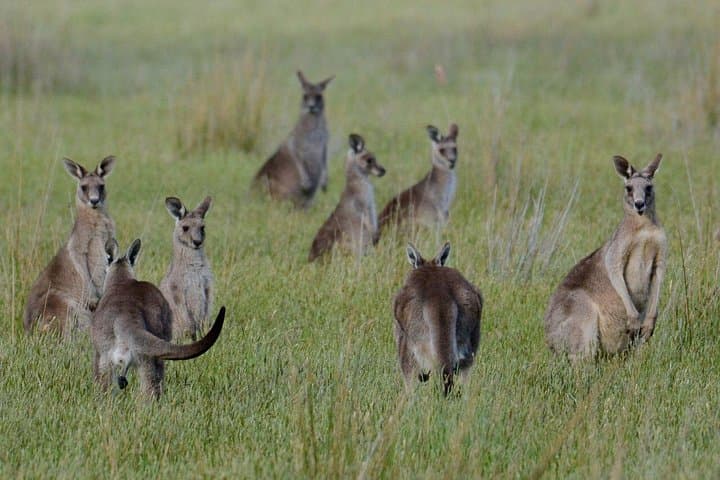Luxury Private Winery Tour From Sydney — Southern Highlands Wineries, Waterfalls & Wildlife photo 2
