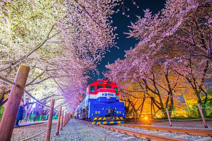 Moonlit Cherry Blossoms: Night Tour to Jinhae from Busan (Gyeonghwa Station & Yeojwacheon)