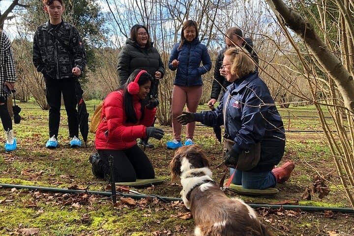 Forage and Feast: Truffle Hunt and Wood-Fired Pizza in Red Hill