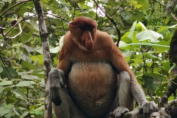 Bako National Park Day Trip from Kuching — Proboscis Monkeys, Coastal Trails & Beaches