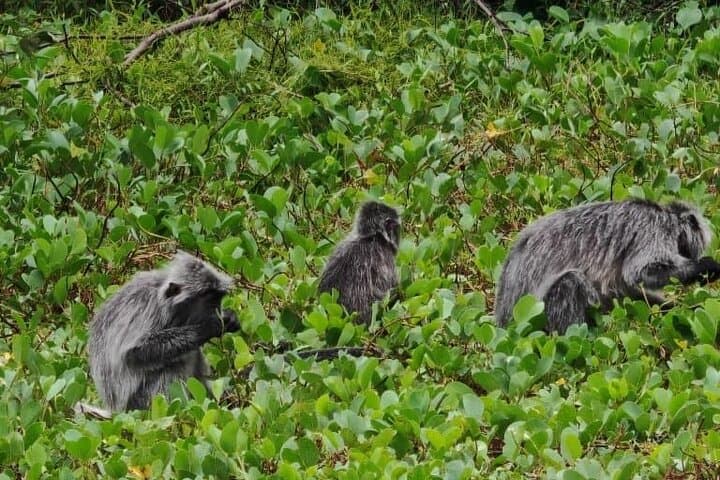 Bako National Park Day Trip from Kuching — Proboscis Monkeys, Coastal Trails & Beaches photo 3
