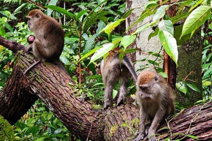 Bako National Park Day Trip from Kuching — Proboscis Monkeys, Coastal Trails & Beaches photo 5