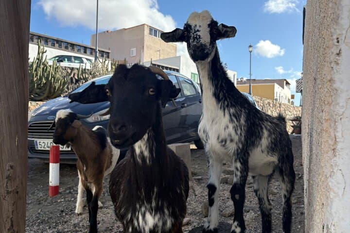 Flavours of Fuerteventura — Full-Day Island Highlights Tour from Puerto del Rosario photo 5