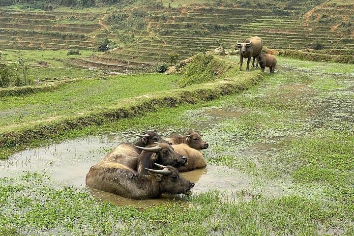 Sapa Explorer Trek: Half-Day Hike to Ta Van, Lao Chai & Y Linh Ho photo 2