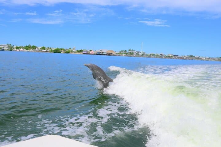 Private Dolphin & Intracoastal Eco-Tour — Anna Maria Island photo 3