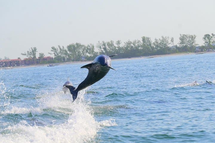 Private Dolphin & Intracoastal Eco-Tour — Anna Maria Island photo 4