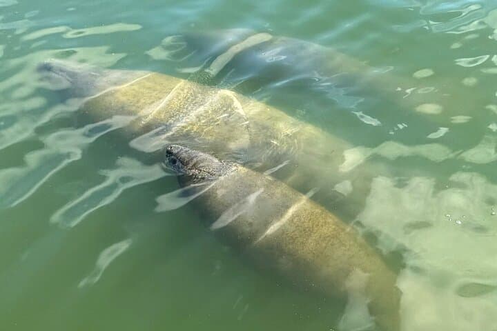 Private Dolphin & Intracoastal Eco-Tour — Anna Maria Island photo 5