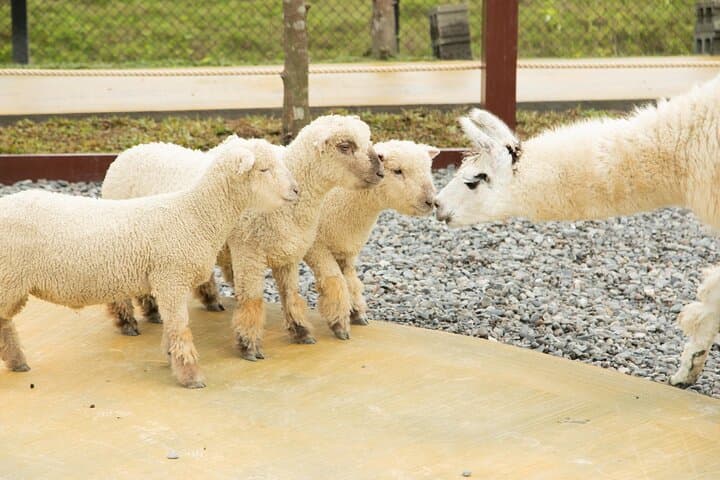 Yilan Day Tour: Animal Farm, Boba Tea Museum & Luodong Night Market from Taipei photo 2