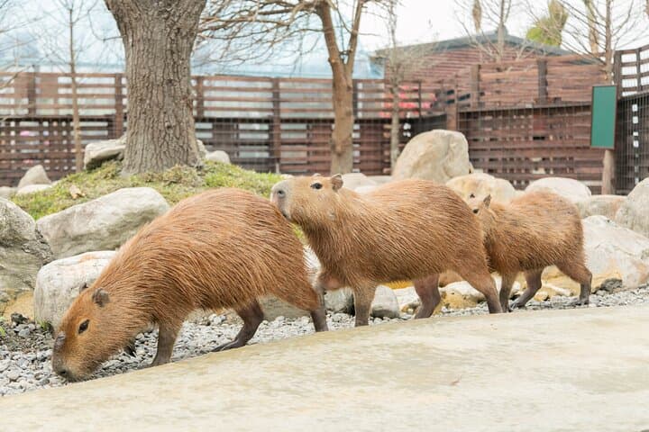 Yilan Day Tour: Animal Farm, Boba Tea Museum & Luodong Night Market from Taipei