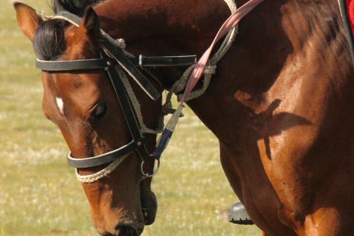 Guided Horseback Riding in Ala Archa National Park from Bishkek photo 6