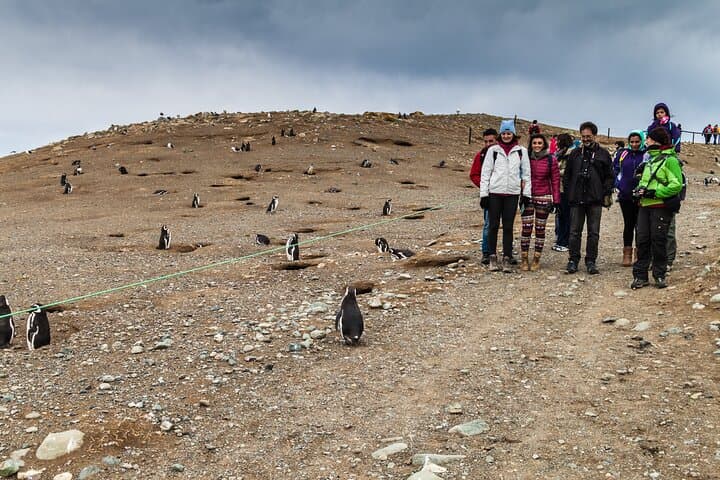 Walk with 120,000 Penguins: Magdalena Island Private Shore Tour from Punta Arenas photo 5