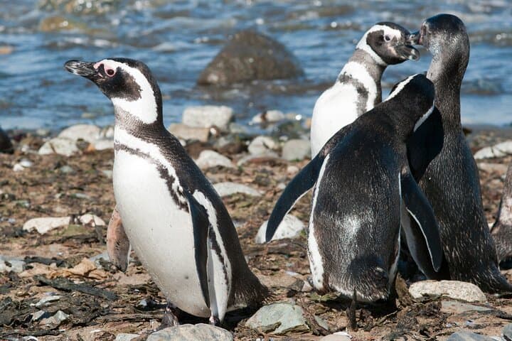 Walk with 120,000 Penguins: Magdalena Island Private Shore Tour from Punta Arenas photo 2