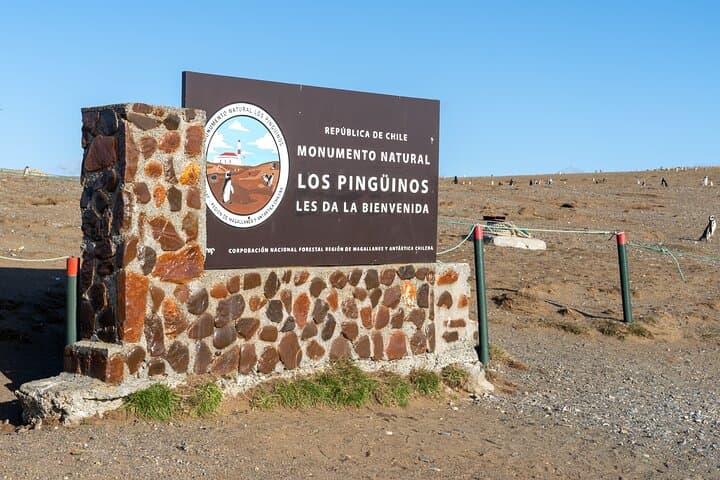 Walk with 120,000 Penguins: Magdalena Island Private Shore Tour from Punta Arenas photo 6