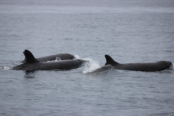 Private Whale & Dolphin Watching Tour on Terceira Island, Azores photo 4