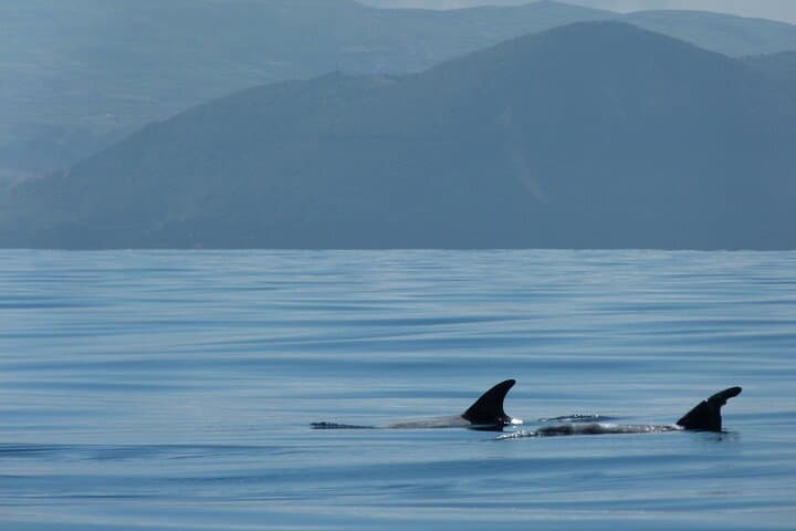 Private Whale & Dolphin Watching Tour on Terceira Island, Azores photo 2