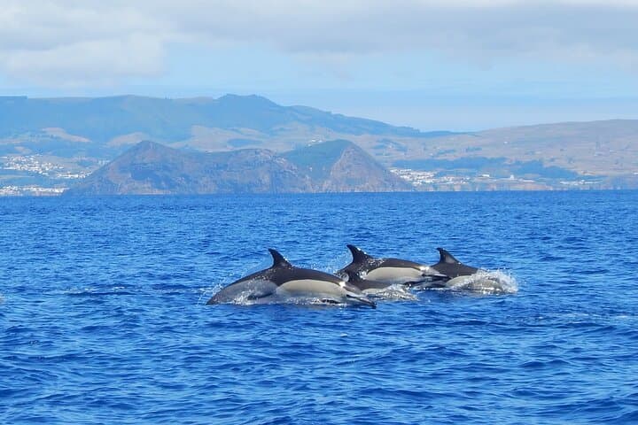 Private Whale & Dolphin Watching Tour on Terceira Island, Azores photo 5