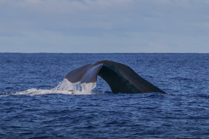 Private Whale & Dolphin Watching Tour on Terceira Island, Azores photo 6