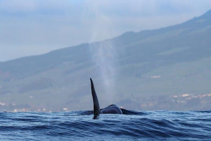 Private Whale & Dolphin Watching Tour on Terceira Island, Azores