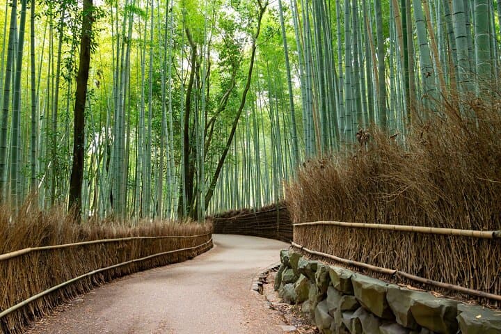 Kyoto & Nara in a Day: Torii Gates, Temples, and Friendly Deer photo 2