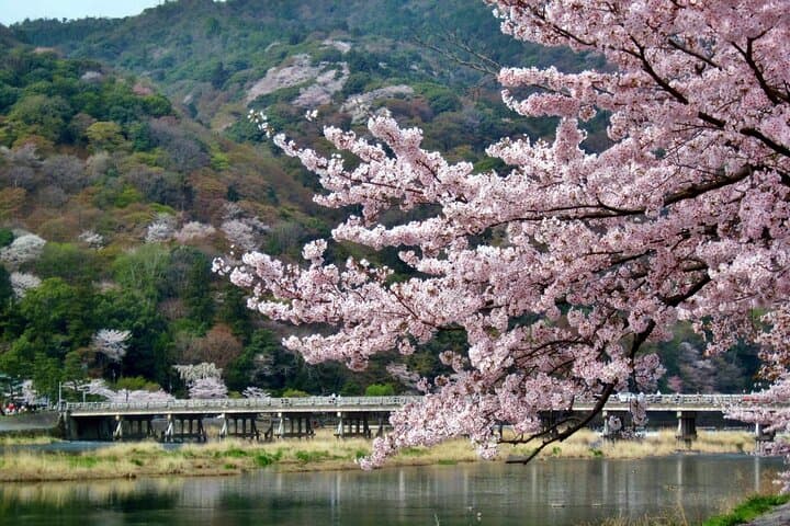 Kyoto & Nara in a Day: Torii Gates, Temples, and Friendly Deer photo 5