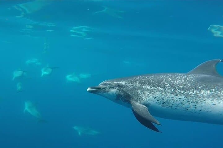 Swimming with Wild Dolphins on Terceira Island — Private Azores Snorkel Experience photo 2