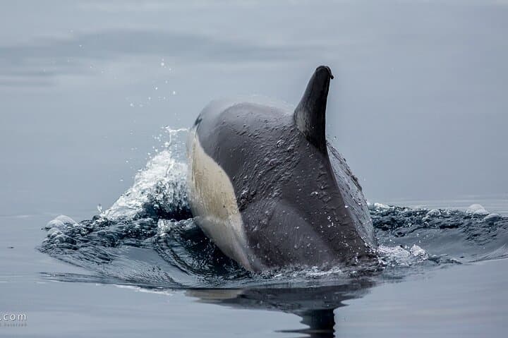 Swimming with Wild Dolphins on Terceira Island — Private Azores Snorkel Experience