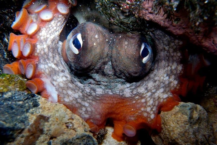 Terceira Island Private Snorkeling: Wildlife in Azores Protected Areas photo 2