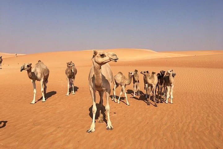 Dune Bashing and Heritage Village Camp: Dubai Lahbab Desert Safari photo 5