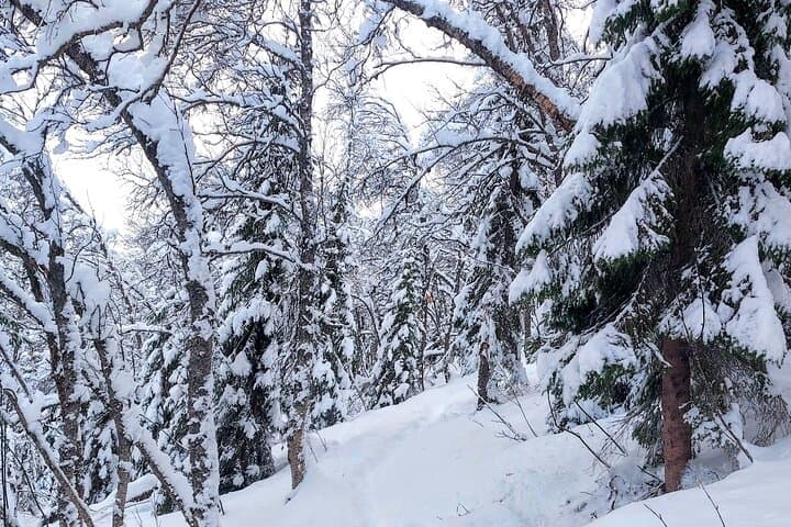 Fjellheisen Snowshoe: Guided Tromsdalen Two-Hour Arctic Trek photo 6