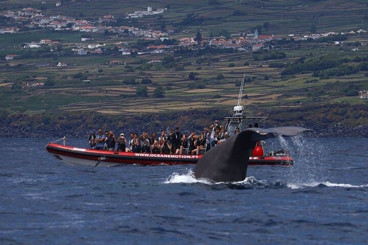 Terceira Island Whale Watching & Ilhéus das Cabras Boat Tour