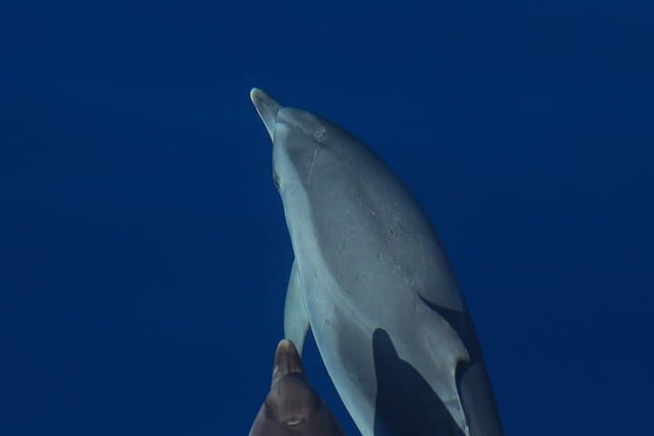Terceira Island Whale Watching & Ilhéus das Cabras Boat Tour photo 4