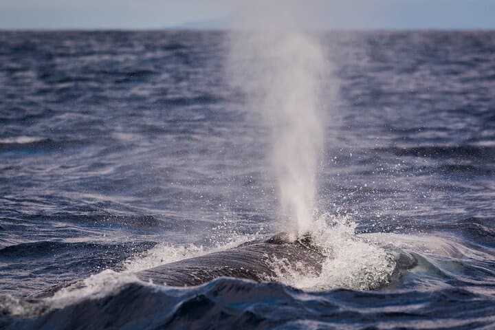 Terceira Island Whale Watching & Ilhéus das Cabras Boat Tour photo 2