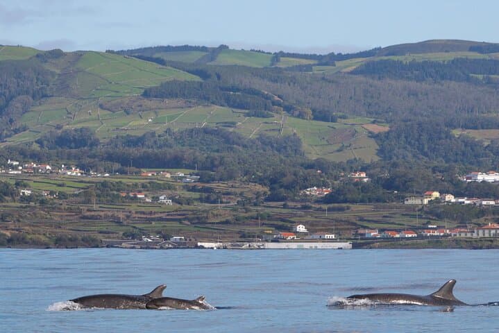Terceira Island Whale Watching and Swimming with Dolphins — Azores Boat Adventure photo 4