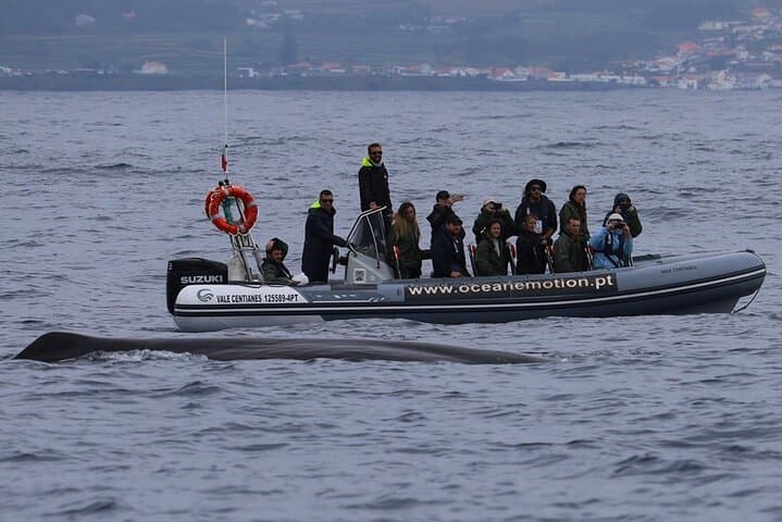 Terceira Island Whale Watching and Swimming with Dolphins — Azores Boat Adventure