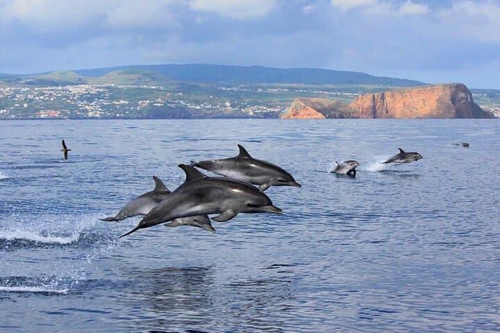 Terceira Island Whale Watching and Swimming with Dolphins — Azores Boat Adventure photo 5