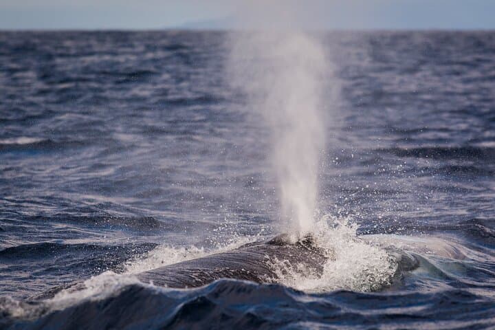 Terceira Island Whale Watching and Swimming with Dolphins — Azores Boat Adventure photo 3